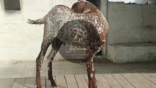  Maka Cheena Breeding Buck Available