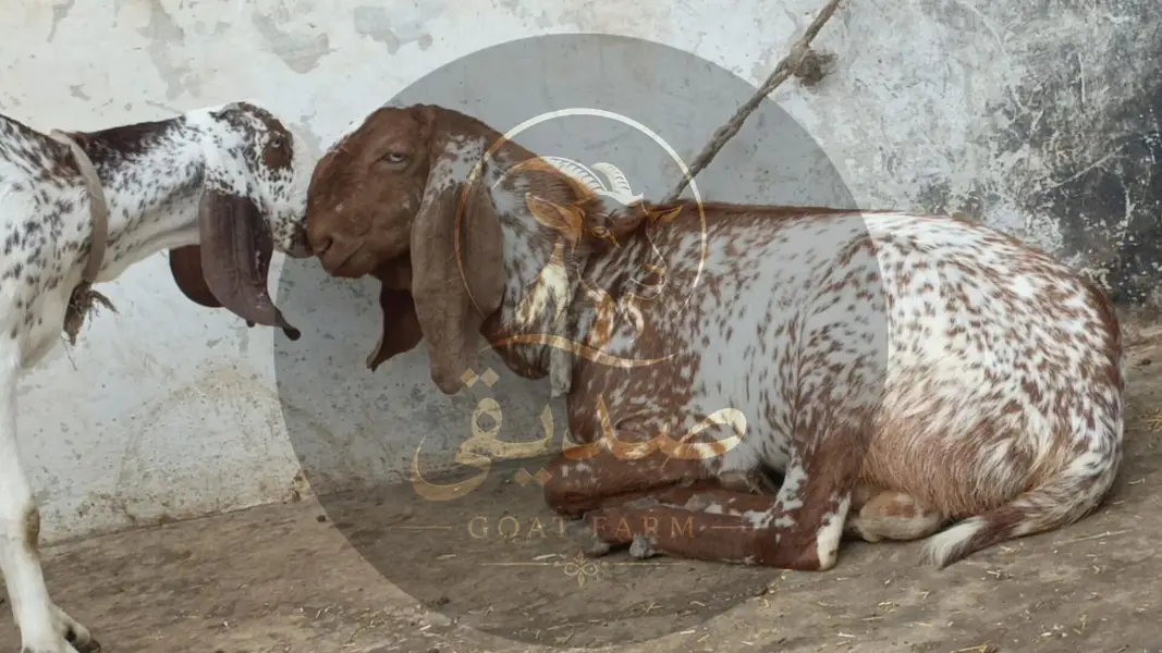 Maka Cheena Breeding Buck Available — photo 2