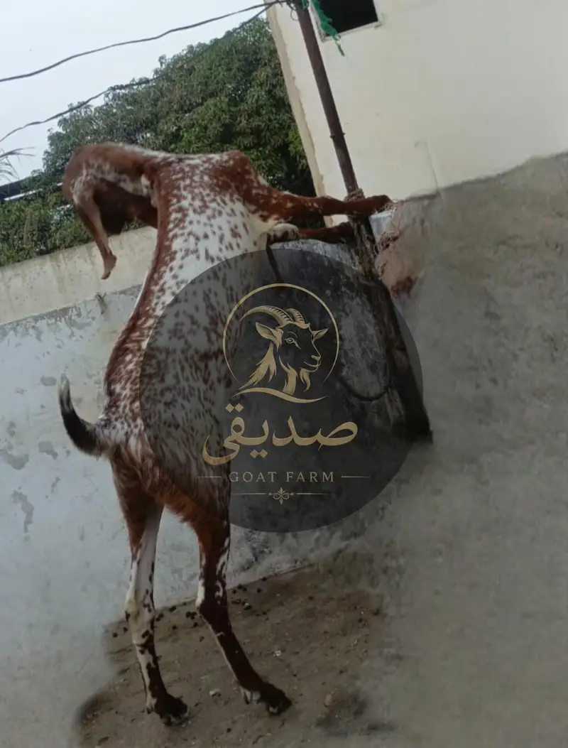  Maka Cheena Breeding Buck Available — photo 3