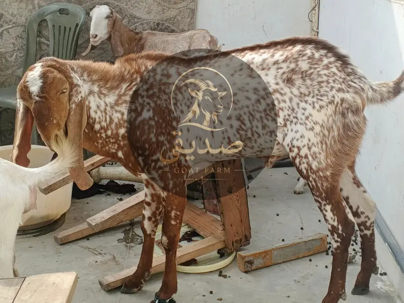  Maka Cheena Breeding Buck Available — photo 4