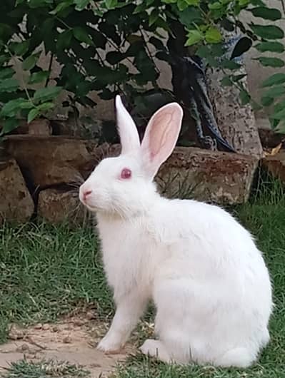 Rabbit