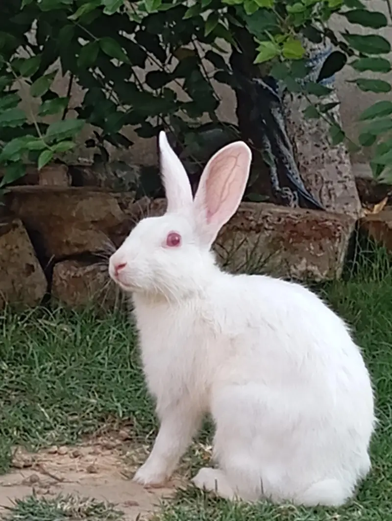 Rabbit