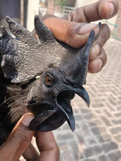 Ayam Cemani pure black tough 3 pairs available
