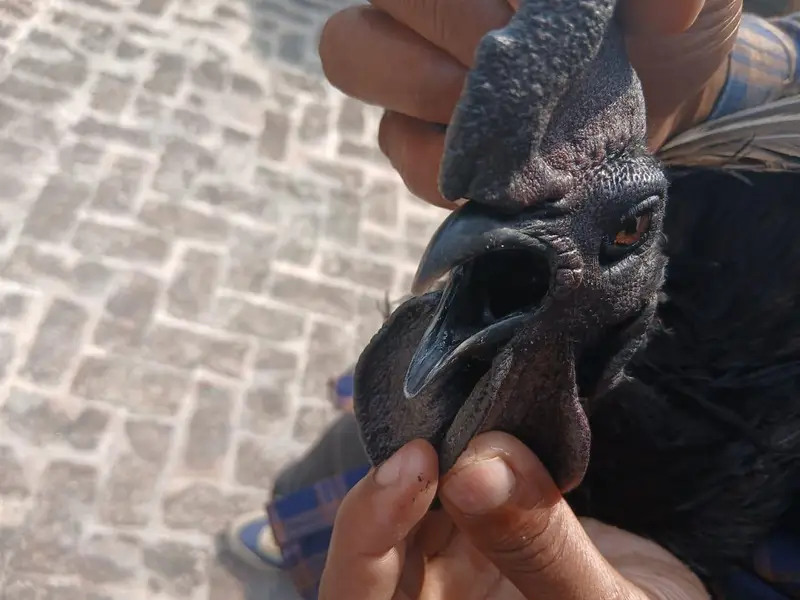 Ayam Cemani pure black tough 3 pairs available — photo 3