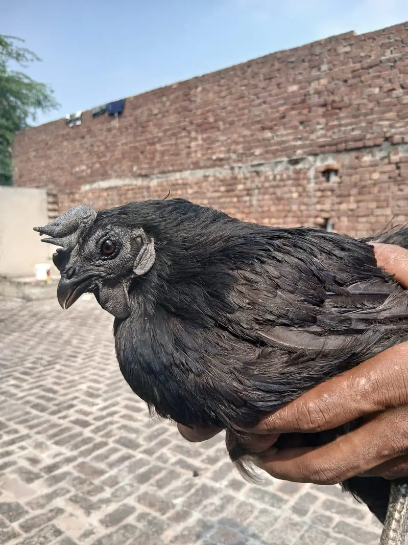 Ayam Cemani pure black tough 3 pairs available — photo 4