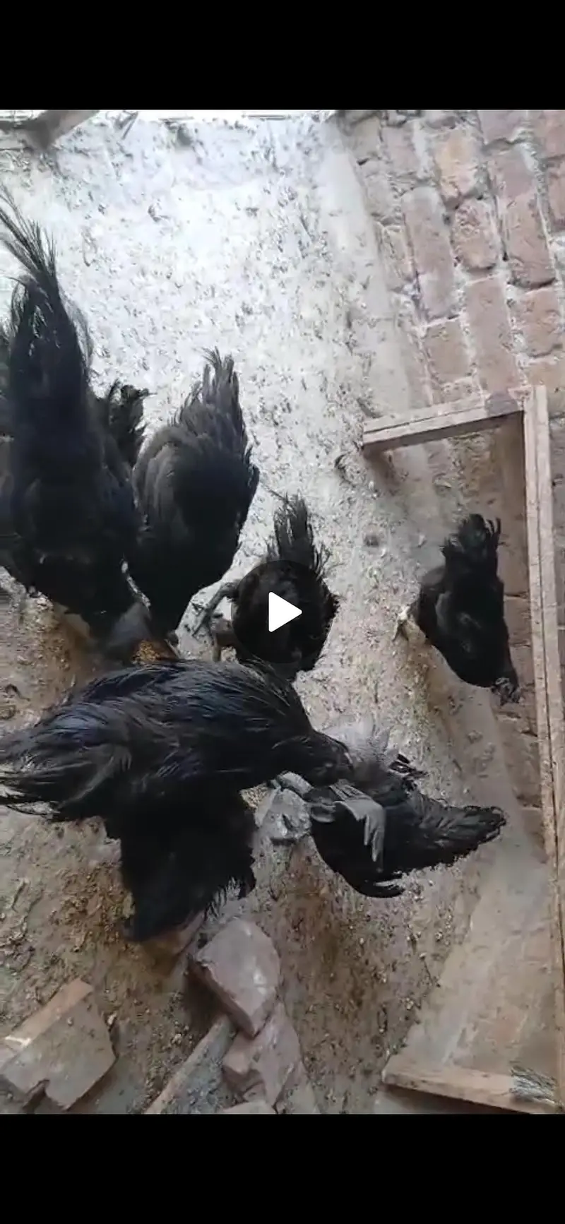 Ayam Cemani pure black tough 3 pairs available — photo 5