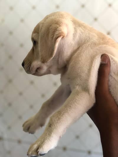 Lab puppy for sale 03220050814