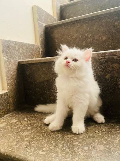 Triple-Coat White Persian Cat