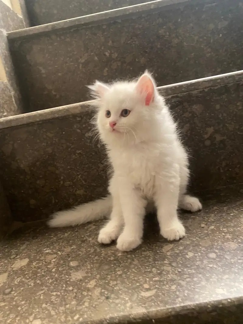 Triple-Coat White Persian Cat — photo 2