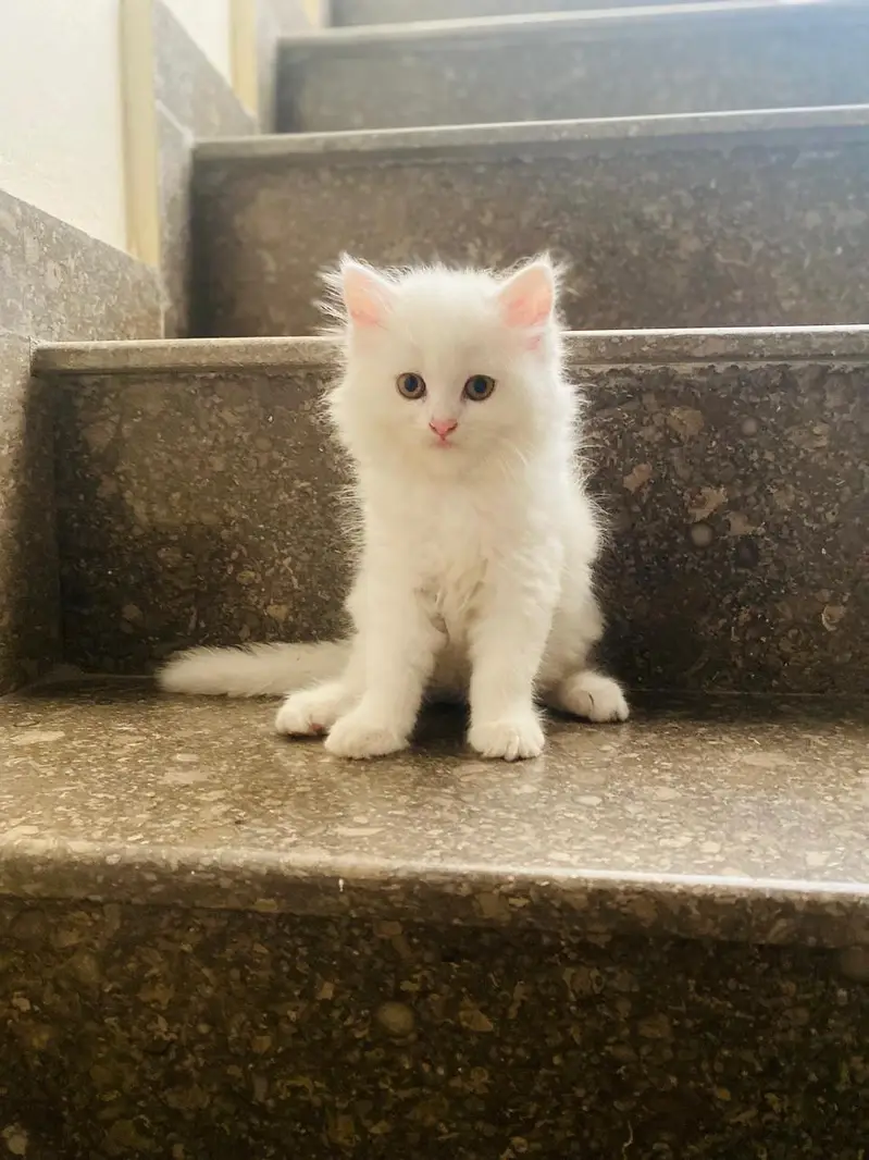 Triple-Coat White Persian Cat — photo 3