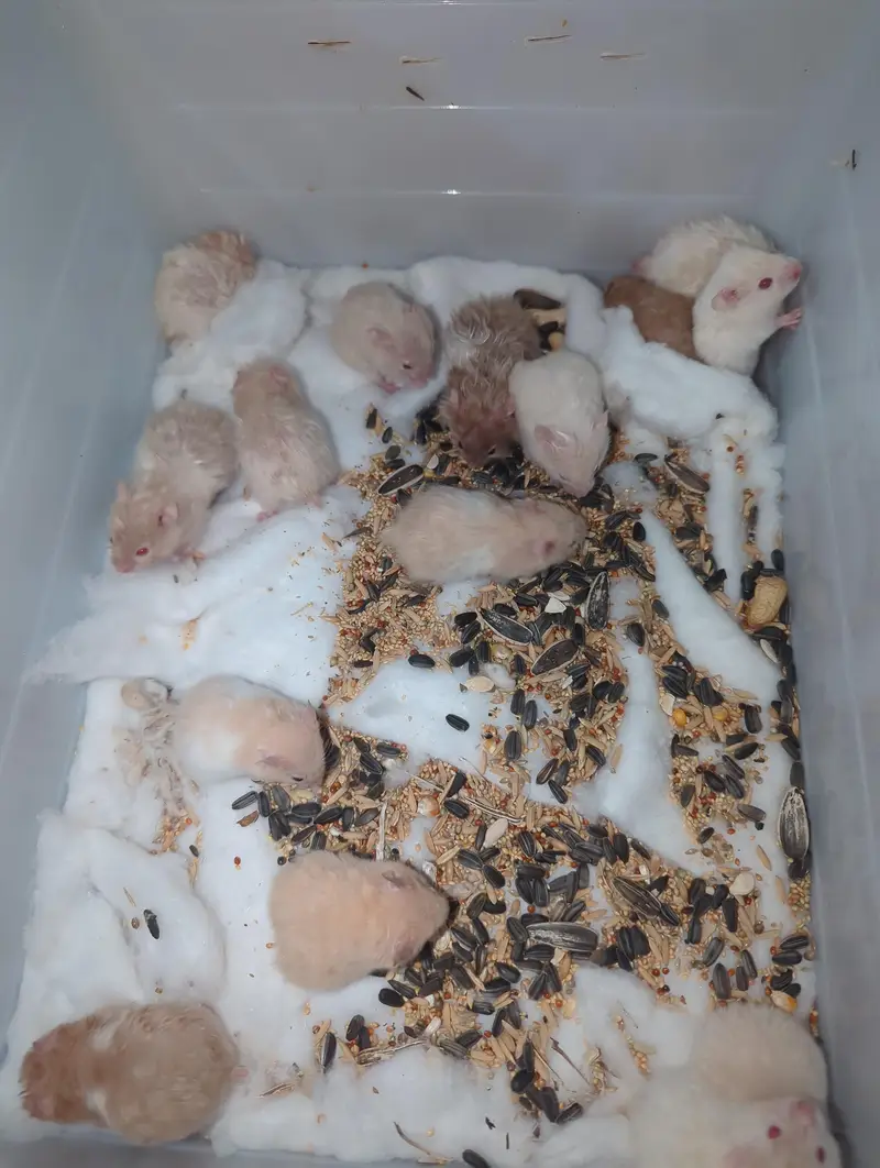 Hamsters Triple Coat available — photo 5