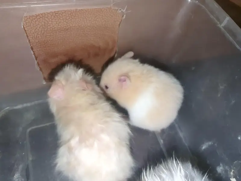 Hamsters Triple Coat available — photo 6