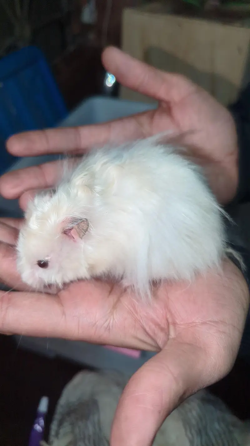 Hamsters Triple Coat available — photo 7