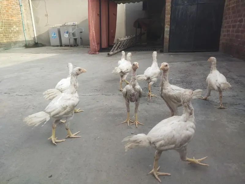 PURE WHITE PREMIUM ASEEL HOME BREED QUALITY BIRDS — photo 2