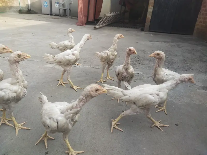 PURE WHITE PREMIUM ASEEL HOME BREED QUALITY BIRDS — photo 3