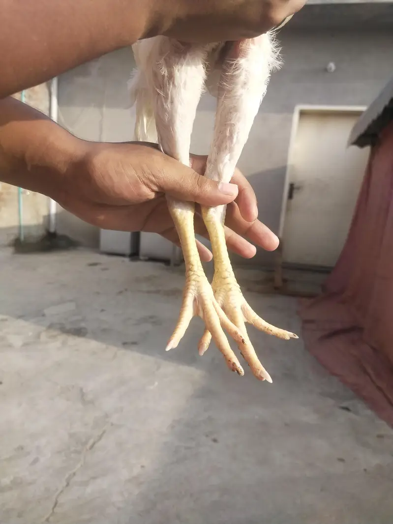 PURE WHITE PREMIUM ASEEL HOME BREED QUALITY BIRDS — photo 4