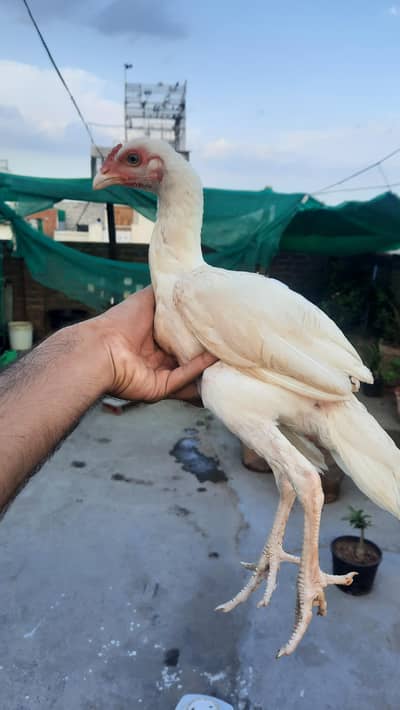 white heera aseel for sale