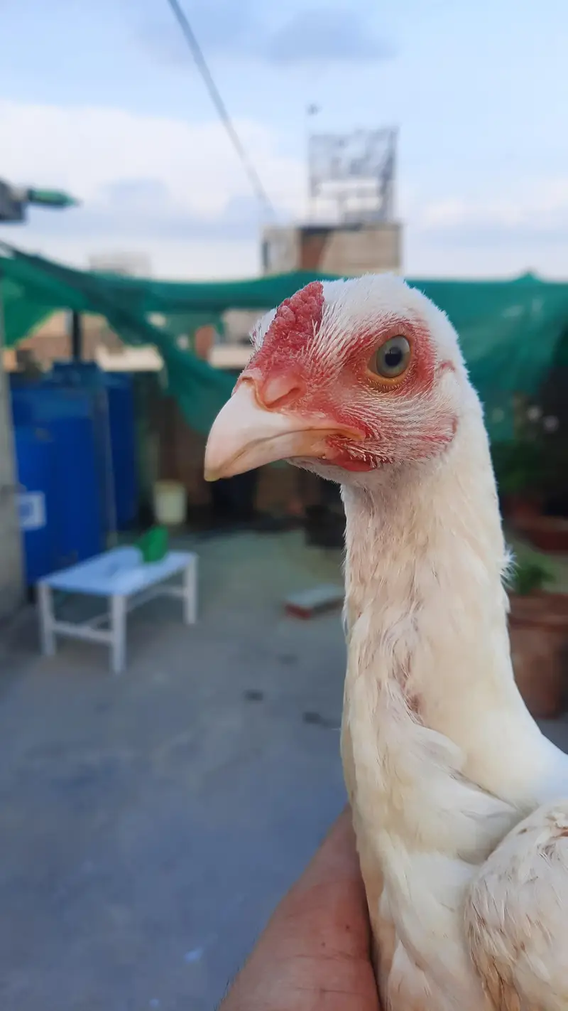 white heera aseel for sale — photo 2