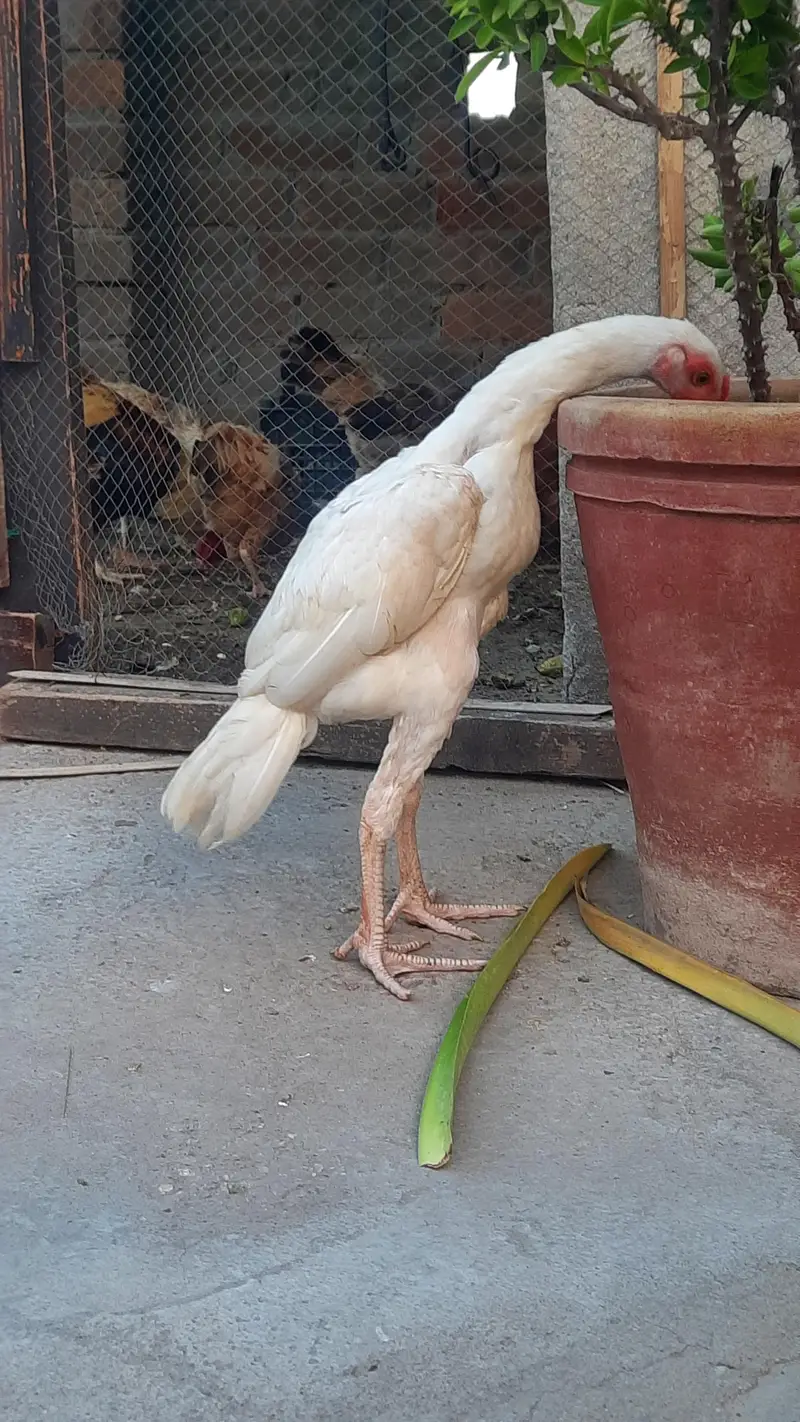 white heera aseel for sale — photo 4