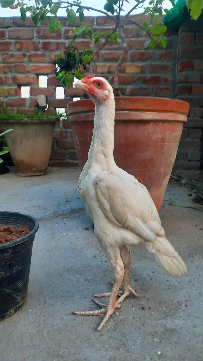 white heera aseel for sale — photo 5