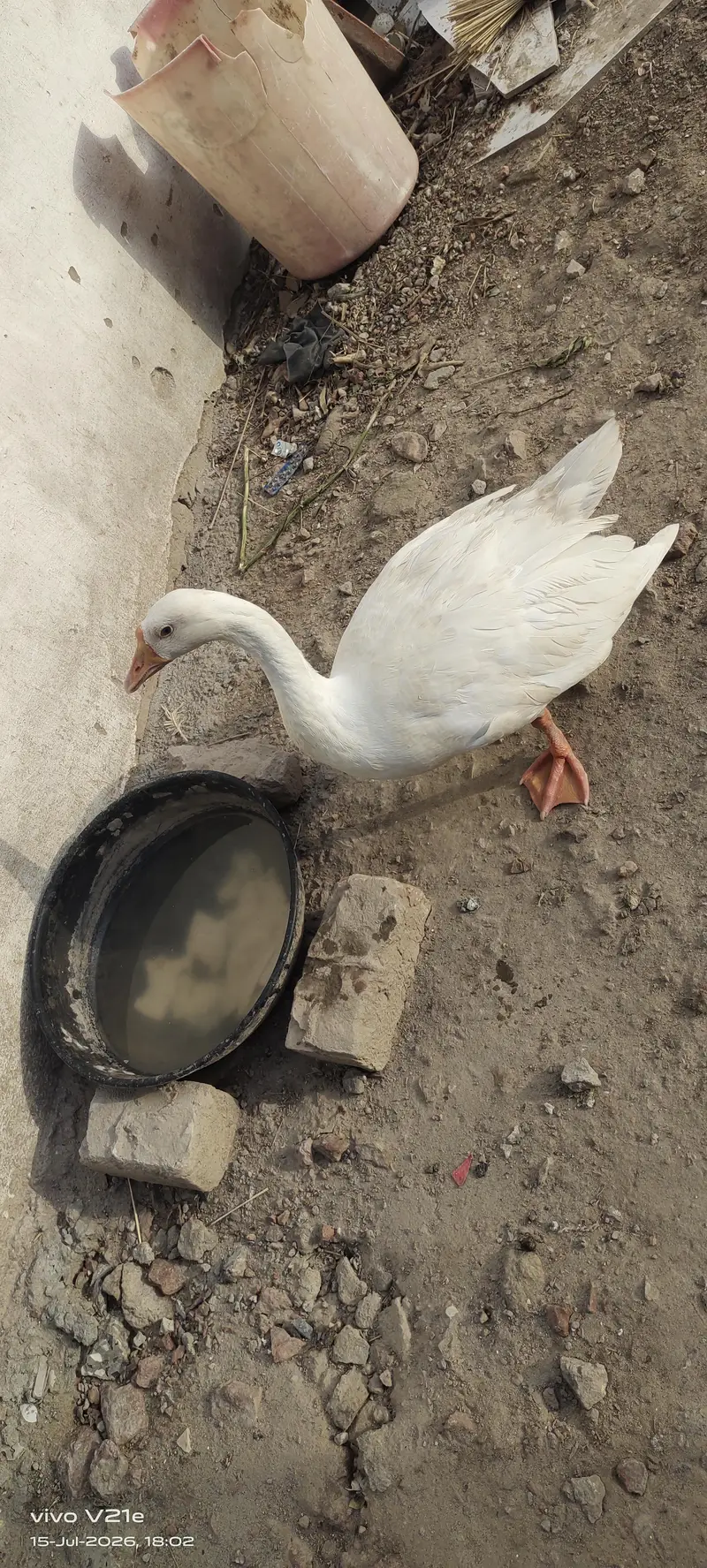 White Goose