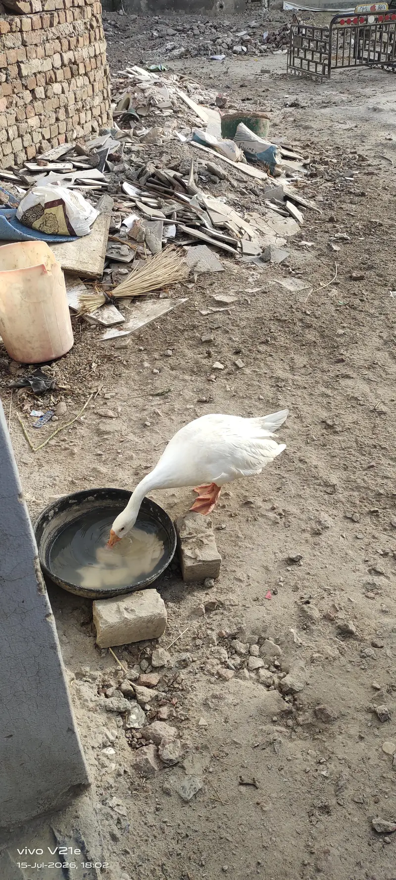 White Goose — photo 2