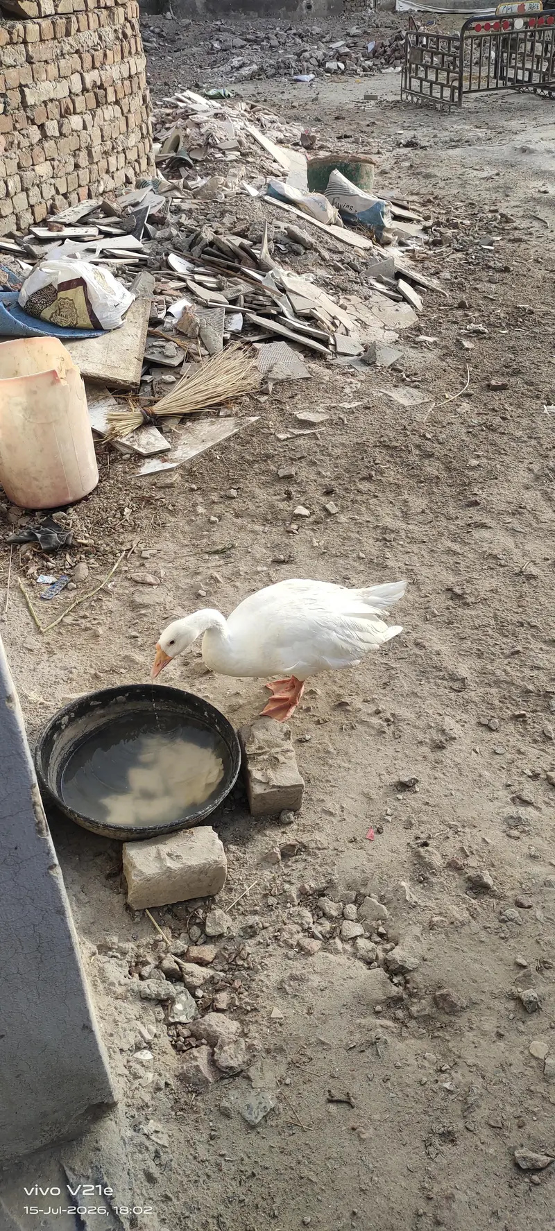 White Goose — photo 3