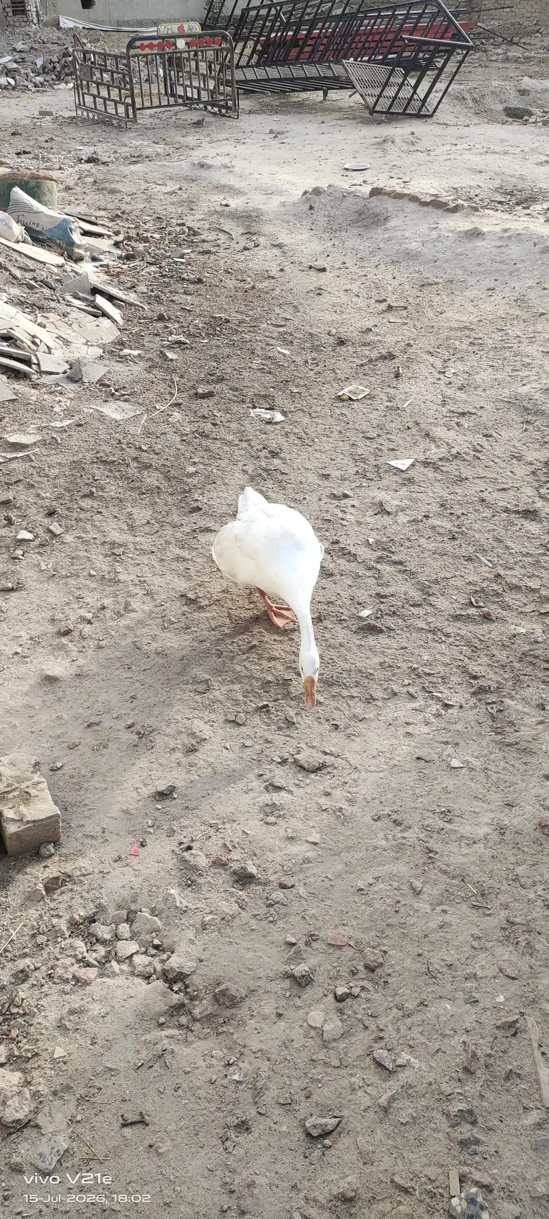 White Goose — photo 4