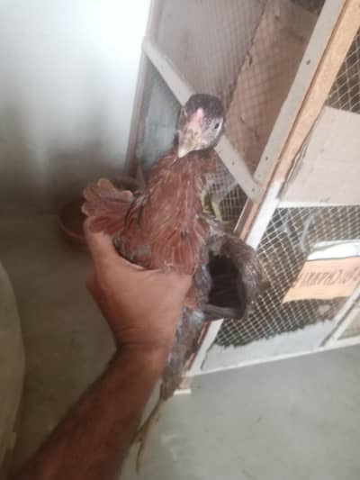 aseel murga for sell or pathy hen 2 five month k