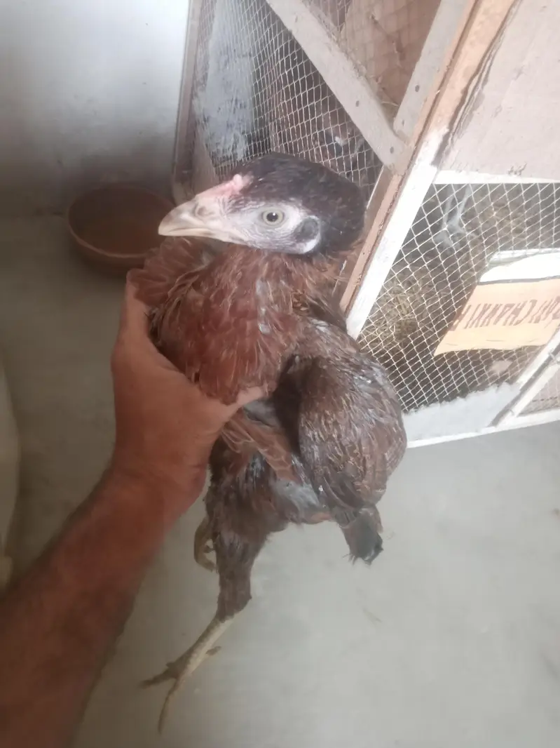 aseel murga for sell or pathy hen 2 five month k — photo 2