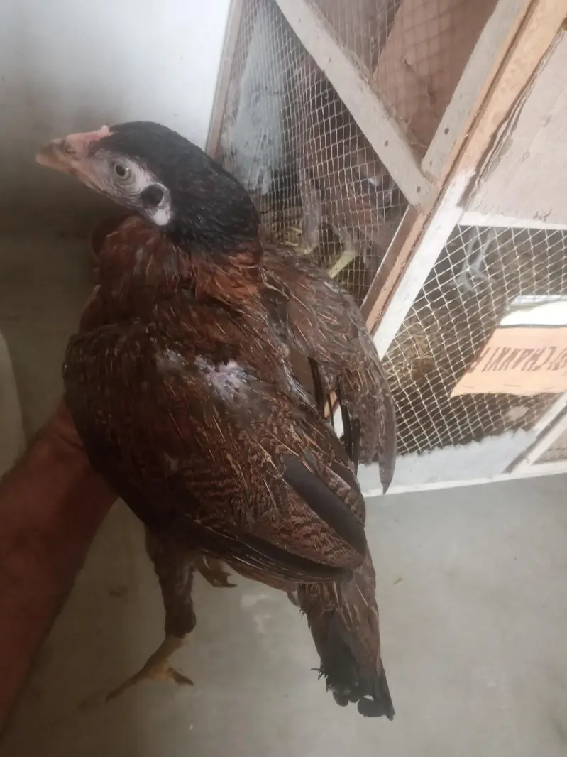 aseel murga for sell or pathy hen 2 five month k — photo 3