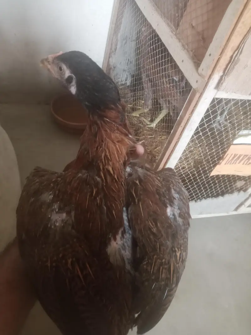 aseel murga for sell or pathy hen 2 five month k — photo 4