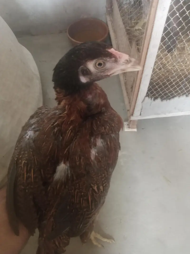 aseel murga for sell or pathy hen 2 five month k — photo 5
