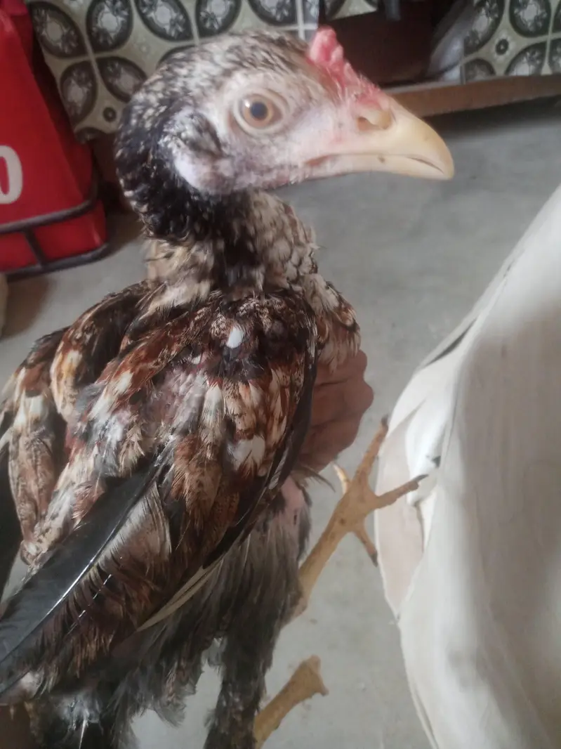aseel murga for sell or pathy hen 2 five month k — photo 6