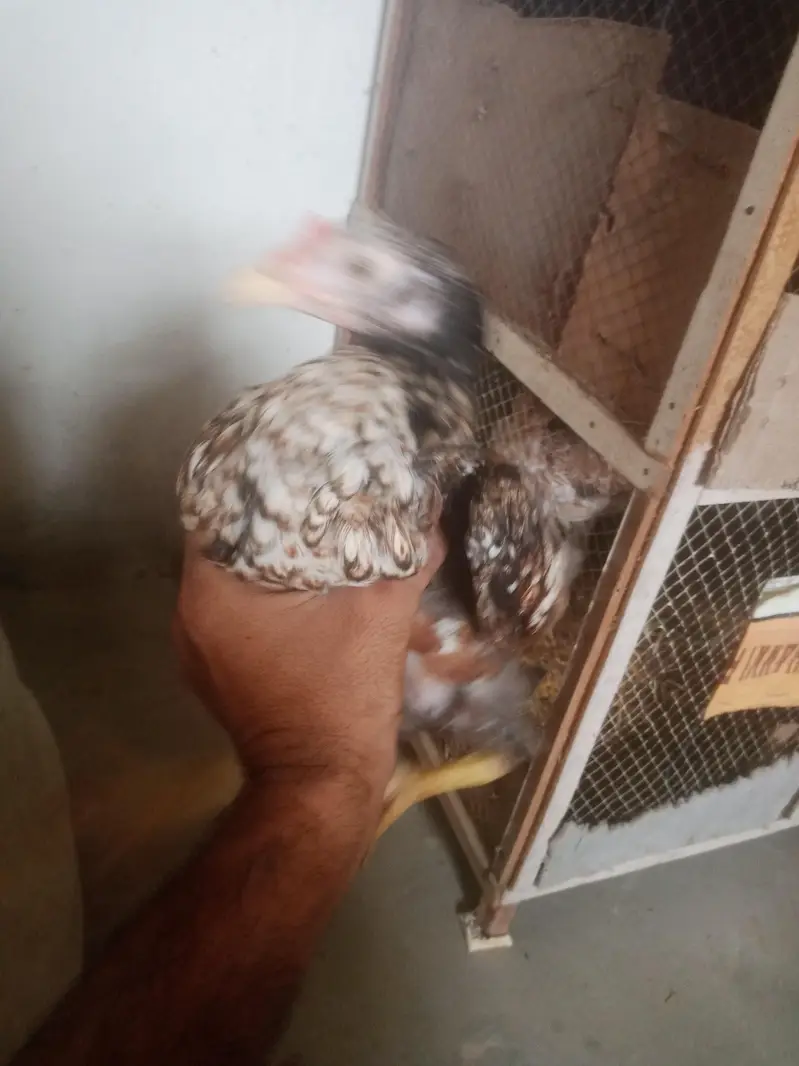 aseel murga for sell or pathy hen 2 five month k — photo 7