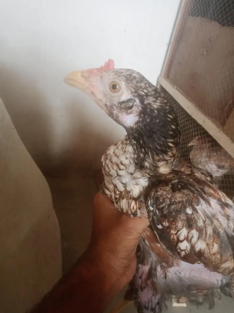aseel murga for sell or pathy hen 2 five month k — photo 8