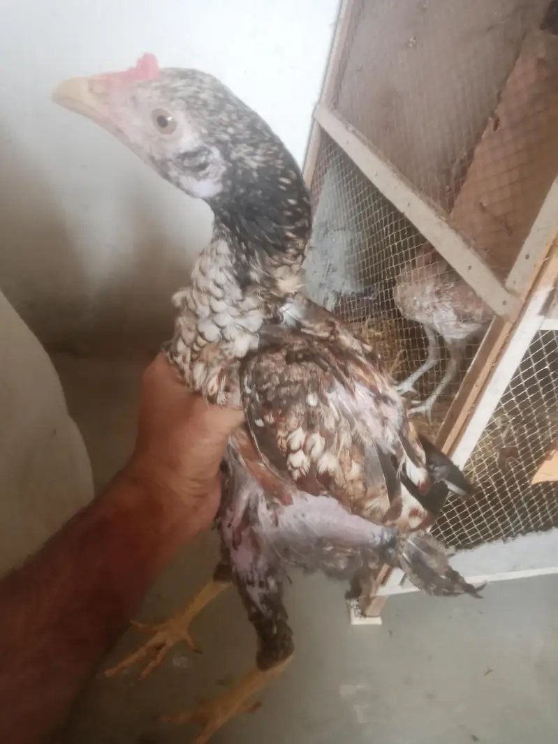 aseel murga for sell or pathy hen 2 five month k — photo 9
