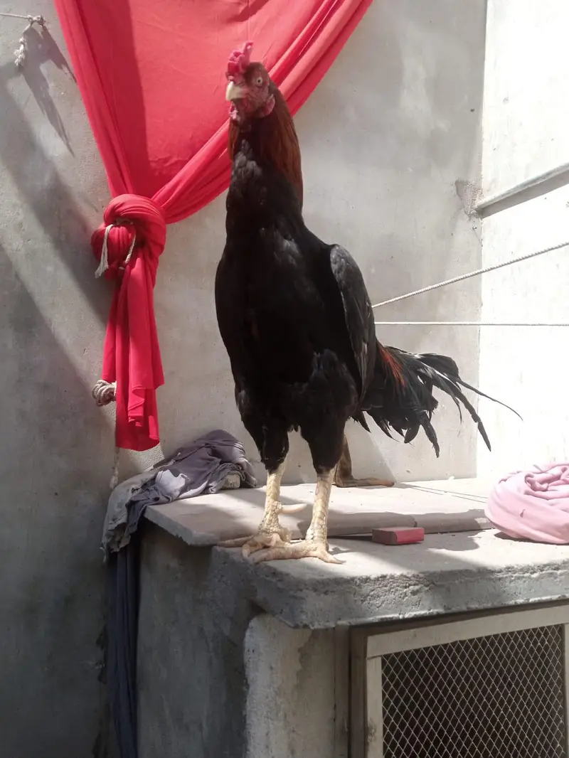aseel murga for sell or pathy hen 2 five month k — photo 10