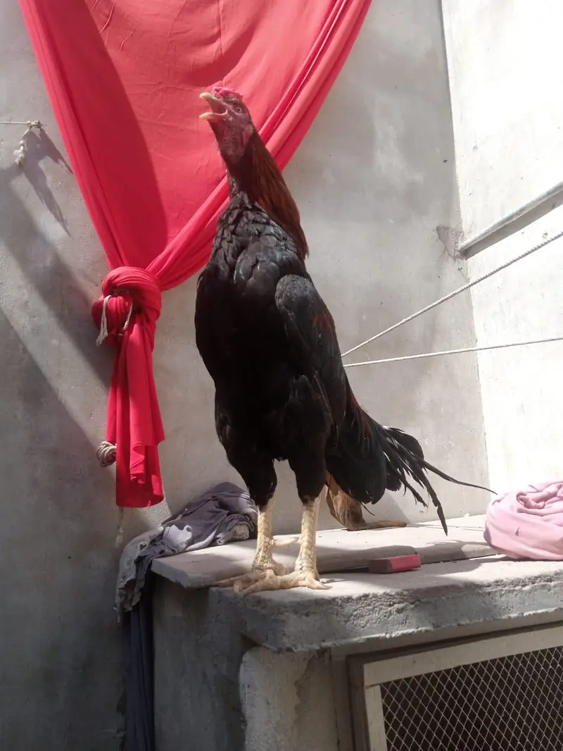 aseel murga for sell or pathy hen 2 five month k — photo 11