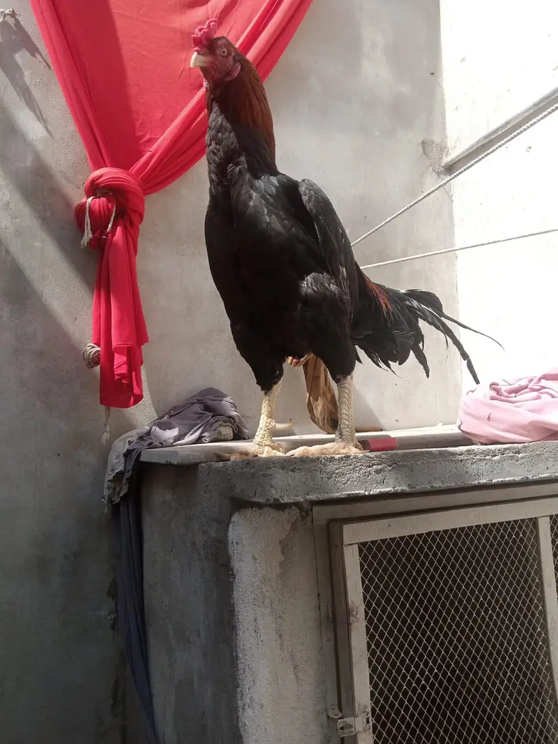 aseel murga for sell or pathy hen 2 five month k — photo 12