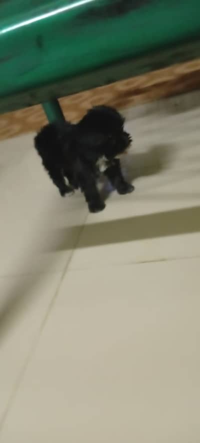 SHIH TZU