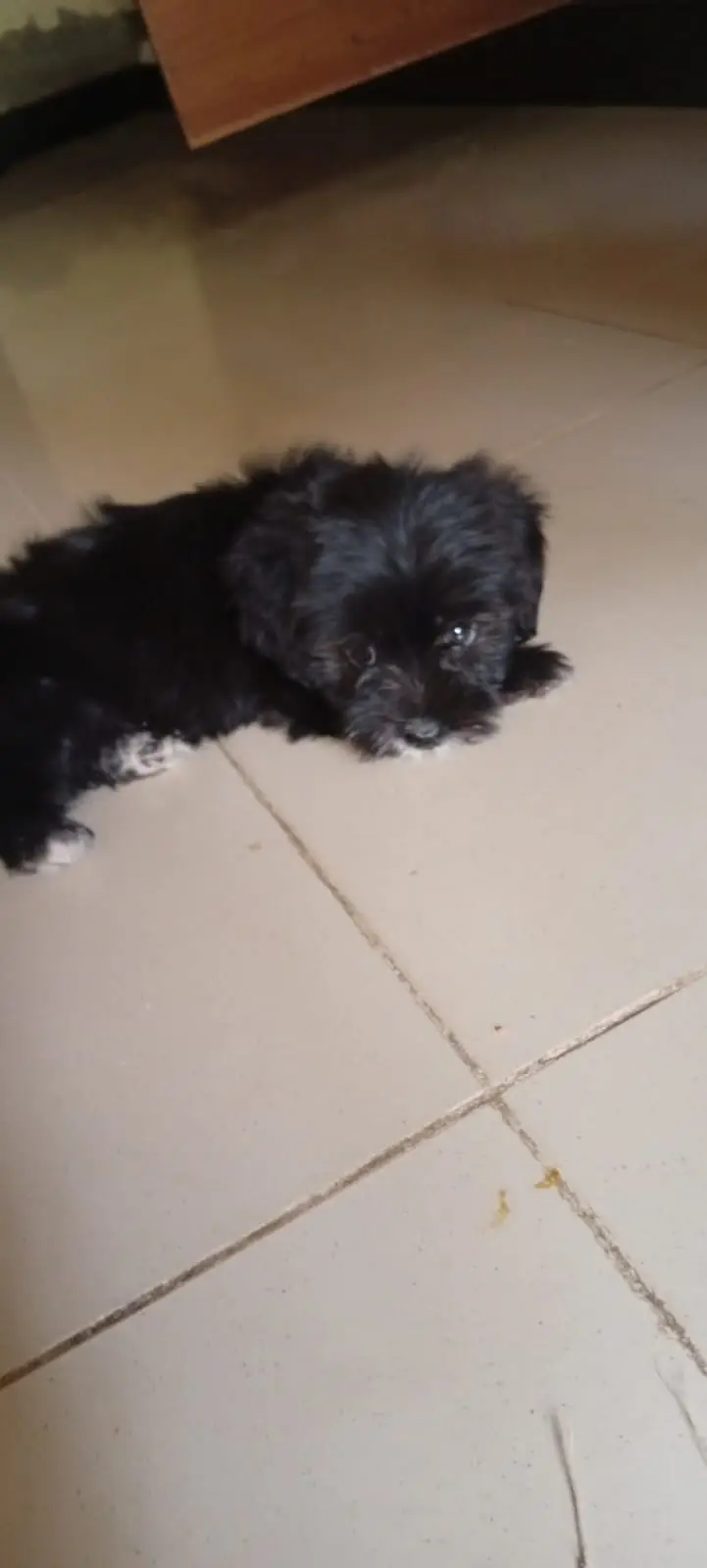 SHIH TZU — photo 2