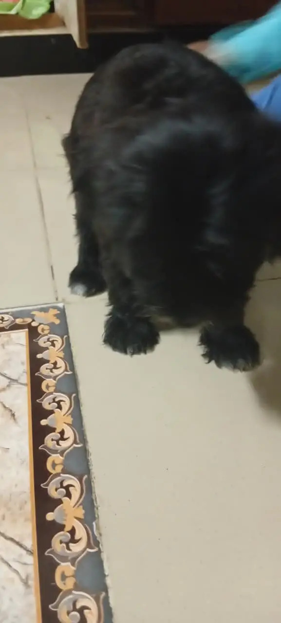 SHIH TZU — photo 3