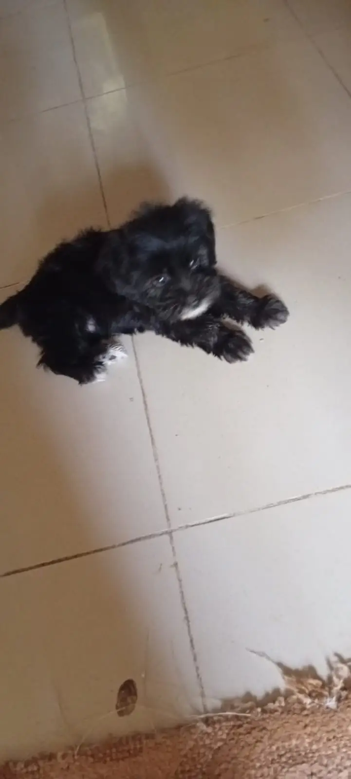 SHIH TZU — photo 4