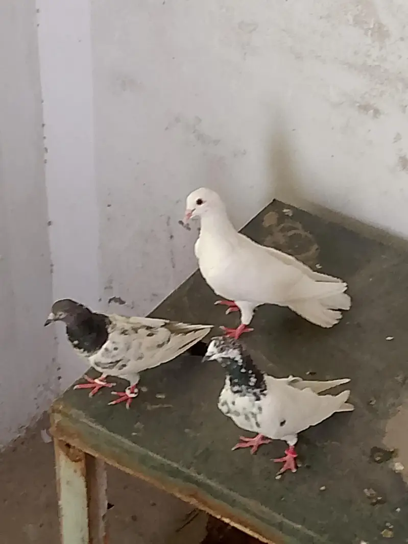 different kabotar 6 or bachy 2 offer dain lay jian — photo 3