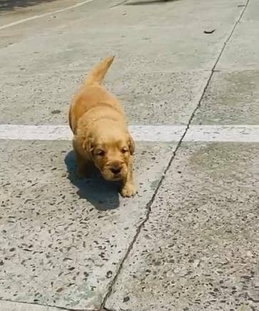 golden retriever puppy available