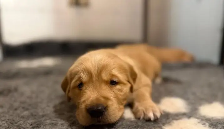 golden retriever puppy available — photo 2