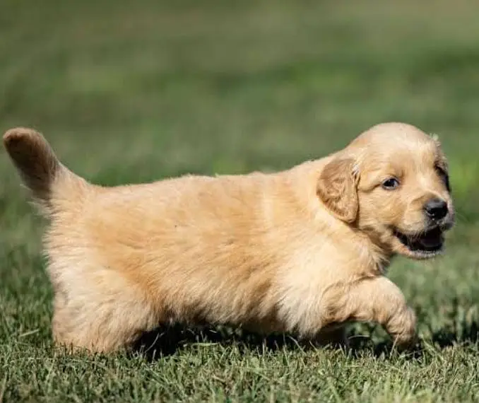 golden retriever puppy available — photo 3
