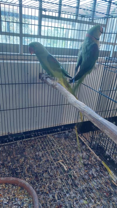selling kashmiri parrot