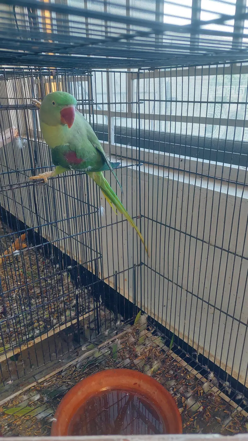 selling kashmiri parrot — photo 2